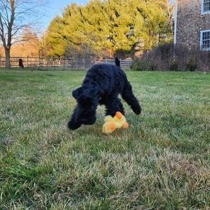 Meet your Posher, Aristocrat